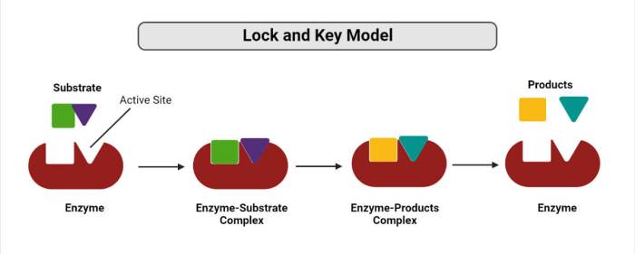 Enzymes in action kit answers