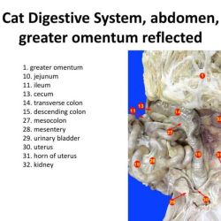 Cat digestive system dissection ppt powerpoint presentation parotid duct