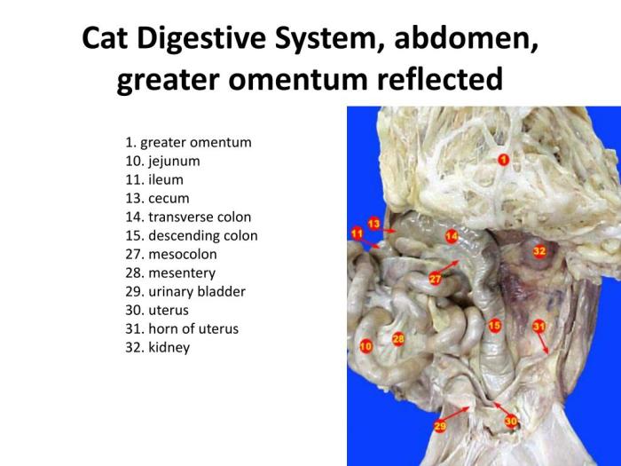 Cat digestive system dissection ppt powerpoint presentation parotid duct