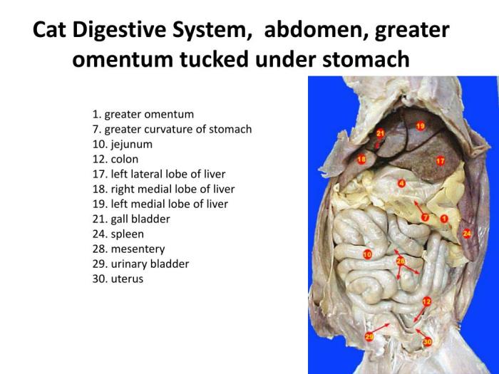 Cat dissection digestive system labeled