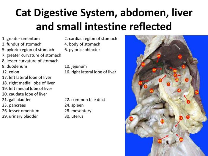 Cat dissection digestive system labeled