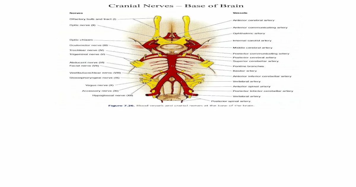 Exercise 17 brain and cranial nerves