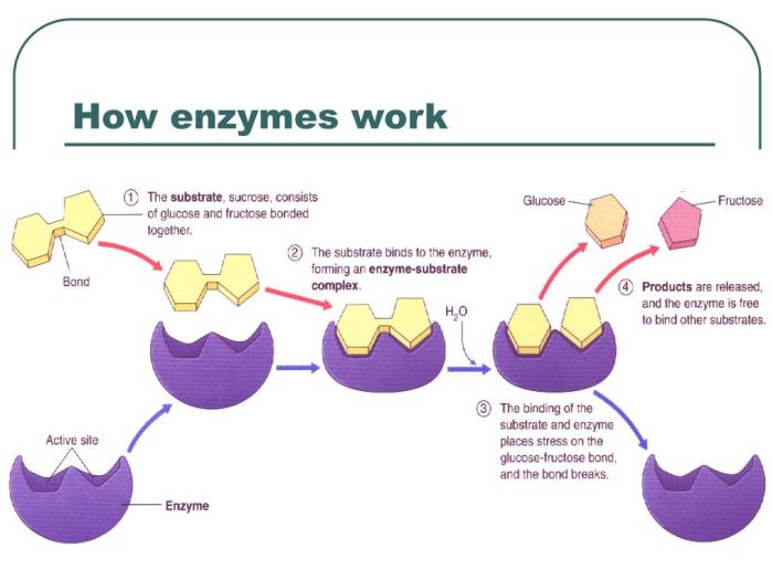 Enzymes in action kit answers