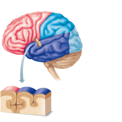 Exercise 17 brain and cranial nerves