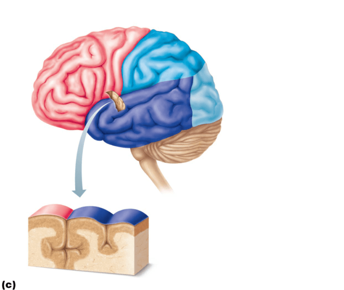 Exercise 17 brain and cranial nerves