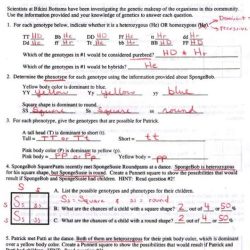 Dihybrid crosses practice problems answer key