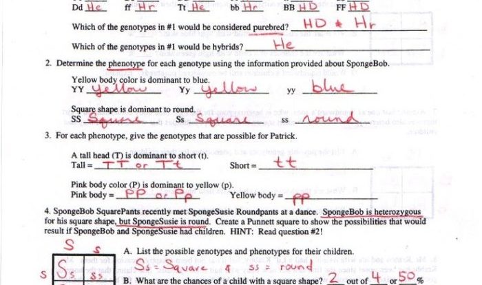 Dihybrid crosses practice problems answer key