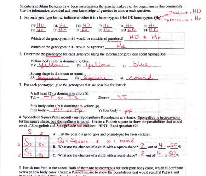 Dihybrid crosses practice problems answer key