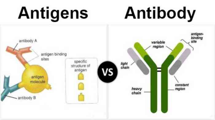 Immune antigens cells recognize immunotherapy receptors bacteria specialized proteins specifically invaders viral