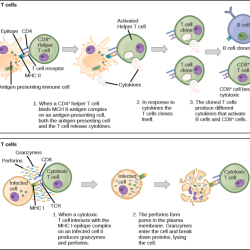 Select the statements that accurately describe antigens