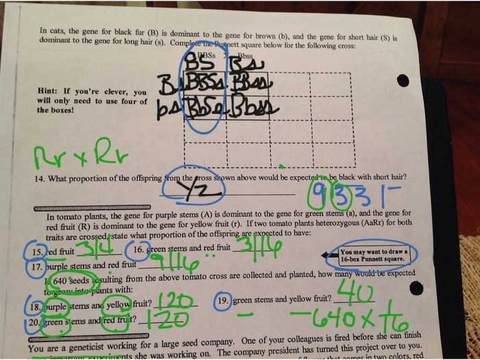 Dihybrid crosses practice problems answer key