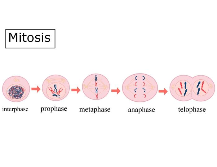 All of the following statements are true about mitosis except